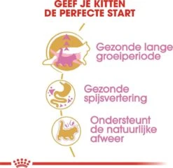 Royal Canin Maine Coon Kitten - Kattenvoer - 4 Kg -Huisdierbenodigdheden 1200x1168 5