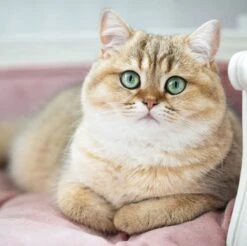 Lord Lou - George Roze Velvet S - Luxe Hondenmand - Luxe Kattenmand - 49x40x31 14 Lord Lou - George Roze Velvet S - Luxe Hondenmand - Luxe Kattenmand - 49x40x31 -Huisdierbenodigdheden 1200x1197 1