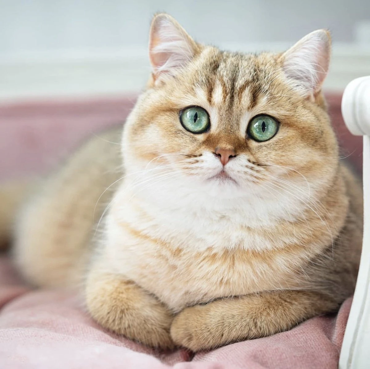 Lord Lou - George Roze Velvet S - Luxe Hondenmand - Luxe Kattenmand - 49x40x31 7 Lord Lou - George Roze Velvet S - Luxe Hondenmand - Luxe Kattenmand - 49x40x31 - Afbeelding 5