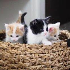 District 70 COCOON - Luxe Hondenmand Van Duurzaam Hoogwaardig Riet Met Zacht Kussen - Maten S/M/L - Large 31 District 70 COCOON - Luxe Hondenmand Van Duurzaam Hoogwaardig Riet Met Zacht Kussen - Maten S/M/L - Large -Huisdierbenodigdheden 1200x1200 103