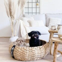 District 70 COCOON - Luxe Hondenmand Van Duurzaam Hoogwaardig Riet Met Zacht Kussen - Maten S/M/L - Large 32 District 70 COCOON - Luxe Hondenmand Van Duurzaam Hoogwaardig Riet Met Zacht Kussen - Maten S/M/L - Large -Huisdierbenodigdheden 1200x1200 104