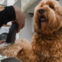 Clipr Ultimate 2-speed Hondentondeuse Op Accu 14 Clipr Ultimate 2-speed Hondentondeuse Op Accu -Huisdierbenodigdheden 1200x1200 182