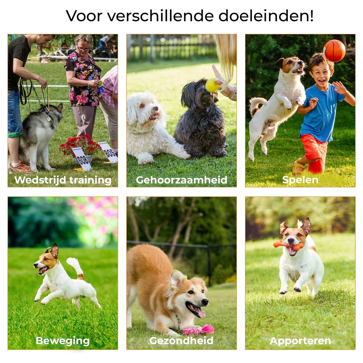 AYOO Agility Voor De Hond - Honden Training - Honden Behendigheid Set - Hondenparcours - Training Huisdieren - Honden Agility Set - Slalom - Horde - Draagzak - Agility Set - Oranje - Wit - GRATIS Speeltouw 8 AYOO Agility Voor De Hond - Honden Training - Honden Behendigheid Set - Hondenparcours - Training Huisdieren - Honden Agility Set - Slalom - Horde - Draagzak - Agility Set - Oranje - Wit - GRATIS Speeltouw - Afbeelding 6