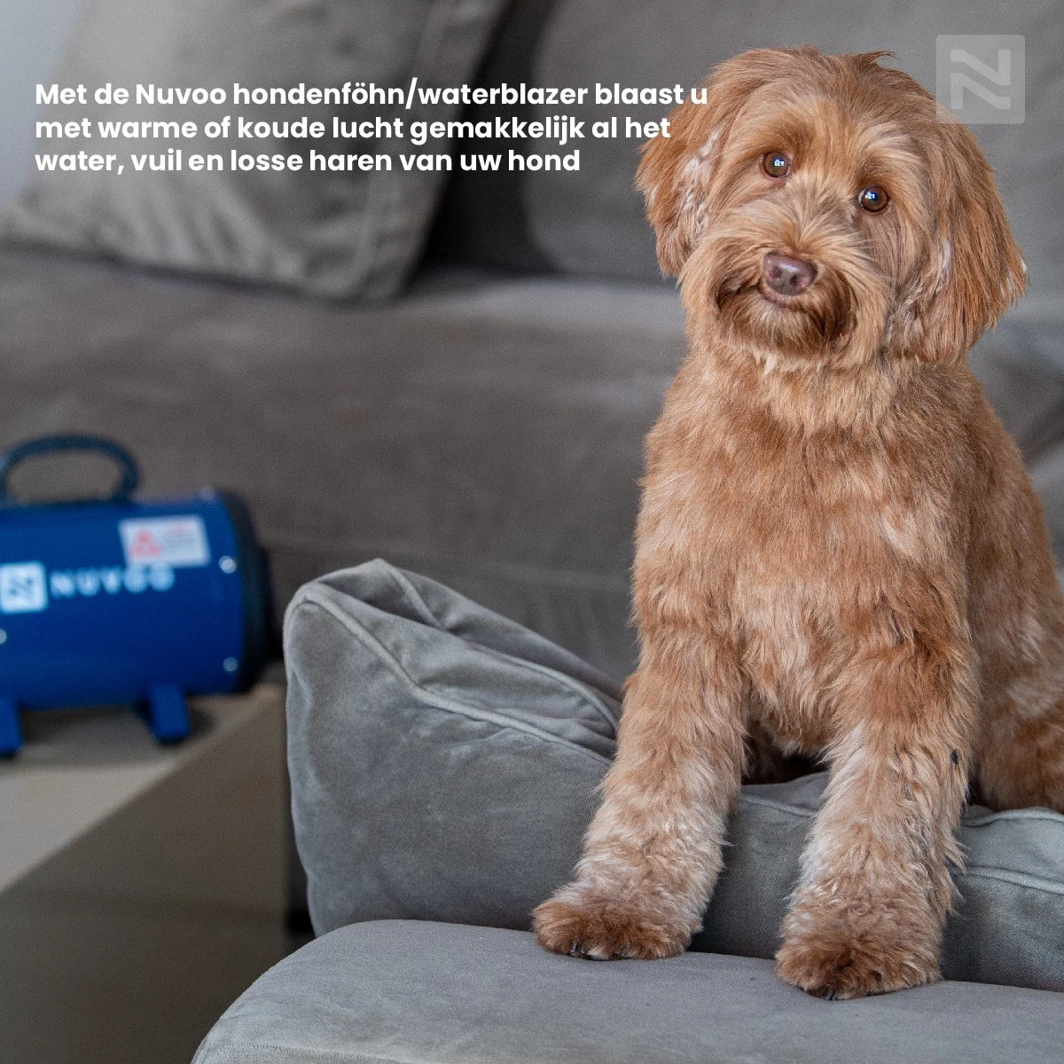 Nuvoo Professionele Hondenföhn / Waterblazer / Hondenborstel Met 3 Opzetstukken - Verstelbare Vermogen Tot 2200W - Warme / Koude Stand - Rood 11 Nuvoo Professionele Hondenföhn / Waterblazer / Hondenborstel Met 3 Opzetstukken - Verstelbare Vermogen Tot 2200W - Warme / Koude Stand - Rood - Afbeelding 9