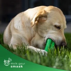 Tandenborstel Hond Melk Geur Smaak En Piep Honden Speelgoed Dog Toy - Krokodil Groen - Dutchwide 16 Tandenborstel Hond Melk Geur Smaak En Piep Honden Speelgoed Dog Toy - Krokodil Groen - Dutchwide -Huisdierbenodigdheden 1200x1200 357