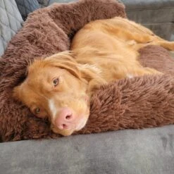 Origineel Hondendeken Voor Bank– Hondenkleed Fluffy – Pluche Hondenbed - Hondenmand Premium - Volledig Afritsbaar 17 Origineel Hondendeken Voor Bank– Hondenkleed Fluffy – Pluche Hondenbed - Hondenmand Premium - Volledig Afritsbaar -Huisdierbenodigdheden 1200x1200 416