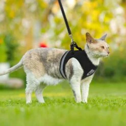Merkloos Kattentuigje Met Looplijn | Zwart Kattenharnas | Easy Step In | Kattenriem | Kattenlijn | Kattentuig | Maat S -Huisdierbenodigdheden 1200x1200 502