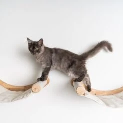 RHRQuality Wandmeubel Wandmontage Klimmuur Kat 53 X 43cm Luxe Hangmat XXL Creme Klim Wand Muur Krabpaal Katten Muurbevestiging -Huisdierbenodigdheden 1200x1200 546