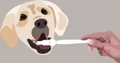 Aedogz Tandsteen Verwijder Spons Hond & Kat - Verwijdert Tandsteen, Aanslag En Vlekken - Verfrist De Adem Voorkomt Tandvleesproblemen. -Huisdierbenodigdheden 1200x632