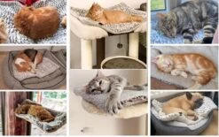 Merkloos Zelfverwarmende Dierendeken Zonder Stroom Thermo Deken Hond Kat Inclusief Adreslabel 70 X 47 Cm 15 Merkloos Zelfverwarmende Dierendeken Zonder Stroom Thermo Deken Hond Kat Inclusief Adreslabel 70 X 47 Cm -Huisdierbenodigdheden 1200x751 2