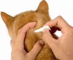 Frontline Spot-On Anti Vlooienmiddel Kat - 6 Pipetten -Huisdierbenodigdheden 1200x987 2