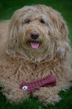 Tandenborstel Hond Melk Geur Smaak En Piep Honden Speelgoed Dog Toy - Krokodil Groen - Dutchwide 19 Tandenborstel Hond Melk Geur Smaak En Piep Honden Speelgoed Dog Toy - Krokodil Groen - Dutchwide -Huisdierbenodigdheden 800x1200 2