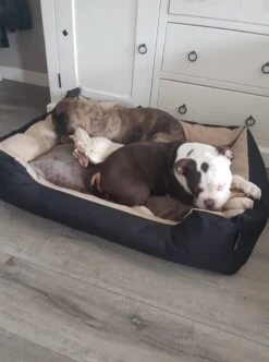 Hondenmand Cordura XXXL – Donkergrijs - 125 X 90 X 24 Cm 17 Hondenmand Cordura XXXL – Donkergrijs - 125 X 90 X 24 Cm -Huisdierbenodigdheden 892x1200