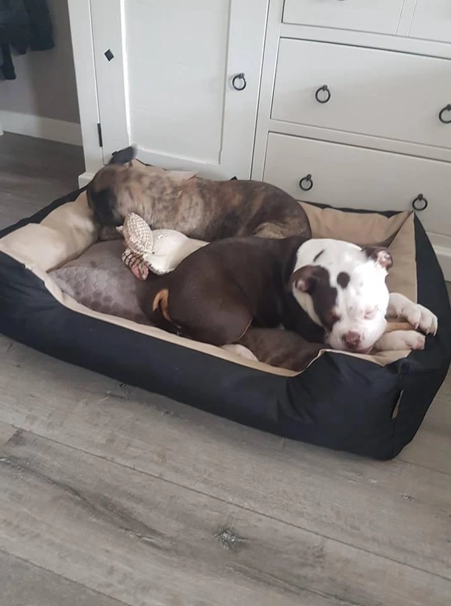 Hondenmand Cordura XXXL – Donkergrijs - 125 X 90 X 24 Cm 10 Hondenmand Cordura XXXL – Donkergrijs - 125 X 90 X 24 Cm - Afbeelding 8