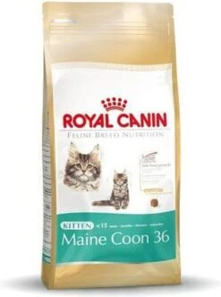Royal Canin Maine Coon Kitten - Kattenvoer - 4 Kg -Huisdierbenodigdheden 893x1200 2