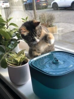 No Logo - 3L - Drinkfontein Voor Huisdieren, Water Fontein - Waterdispenser - Waterautomaat Drinkbakken 3L Voor Huisdieren Katten - Honden - Konijnen - Goud - Groen - Kattenfontein - Fontein - Drink - Bak - Drinkbak - Hond - Konijn - Kat - 2l - 1l - 13 No Logo - 3L - Drinkfontein Voor Huisdieren, Water Fontein - Waterdispenser - Waterautomaat Drinkbakken 3L Voor Huisdieren Katten - Honden - Konijnen - Goud - Groen - Kattenfontein - Fontein - Drink - Bak - Drinkbak - Hond - Konijn - Kat - 2l - 1l - -Huisdierbenodigdheden 899x1200 8
