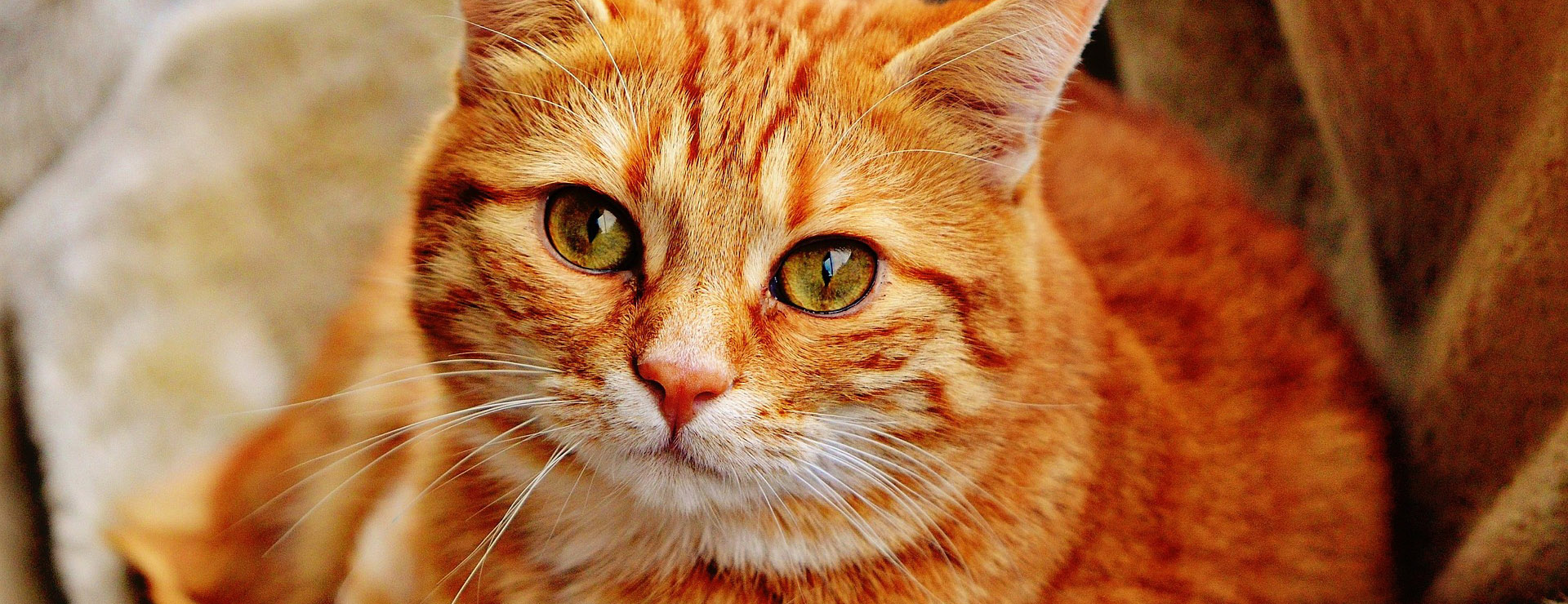 Huisdierbenodigdheden 4 Huisdierbenodigdheden -Huisdierbenodigdheden cat 1046544 1920