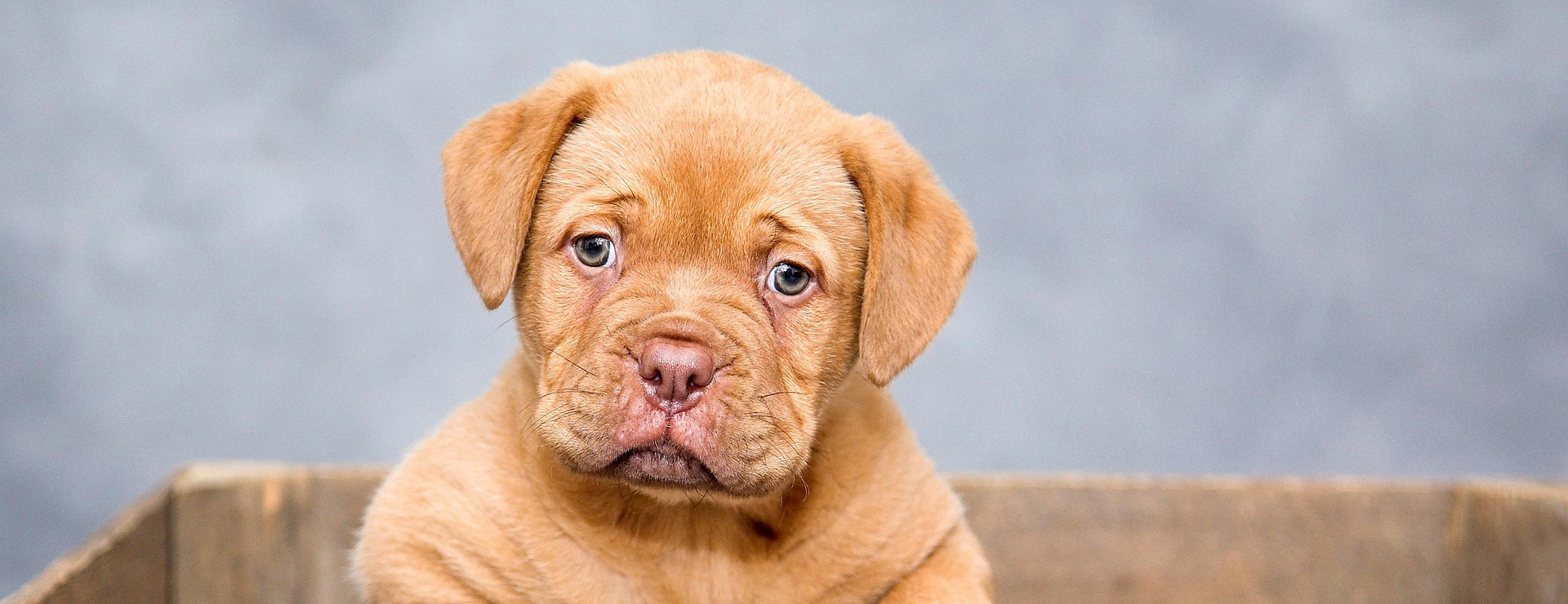 Huisdierbenodigdheden 2 Huisdierbenodigdheden -Huisdierbenodigdheden puppy 1047521 1920